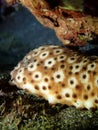 Sea Ã¢â¬â¹Ã¢â¬â¹cucumber, echinoderm from the class Holothuroidea, underwater in El Hierro, Canary islands